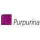 LYRA REMBRANDT POLYCOLOR ROJO VIOLETA